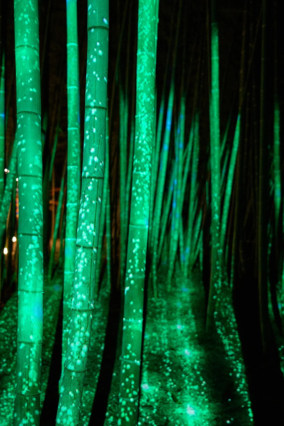 竹と光のページェント、新潟・国際田上竹祭 たがみバンブーブー2025